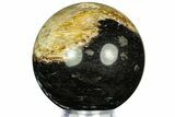 Polished Petrified Palm Wood Sphere - Indonesia #311584-1